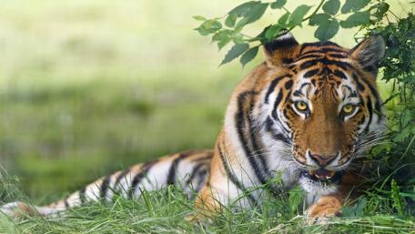 Majestic Tiger in Natural Habitat wallpaper