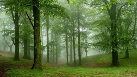 Twilight Tranquility in a Misty Forest wallpaper
