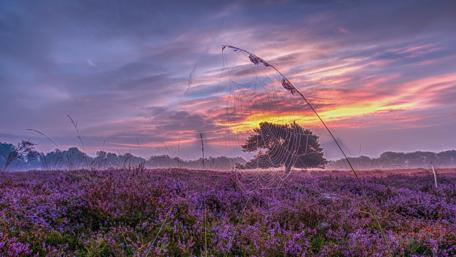 Misty Sunrise Over a Purple Field with Spider Webs wallpaper