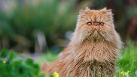 Charming Persian Cat in Nature wallpaper