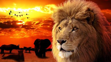Majestic Lion at Sunset wallpaper