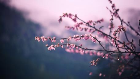 Spring Blossoms on Twigs wallpaper