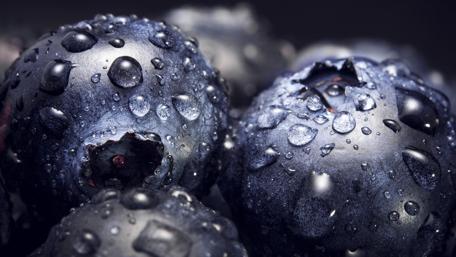 Fresh Blueberry Bliss wallpaper