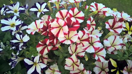 Vibrant Summer Petunias in Bloom wallpaper