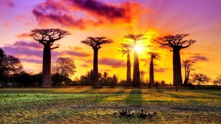 Majestic Sunset Over Baobab Trees wallpaper