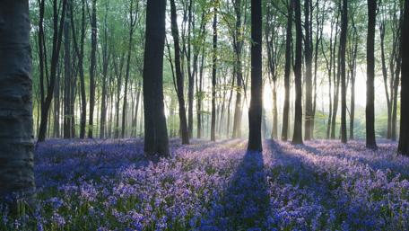 Morning Serenity in a Flowery Forest wallpaper