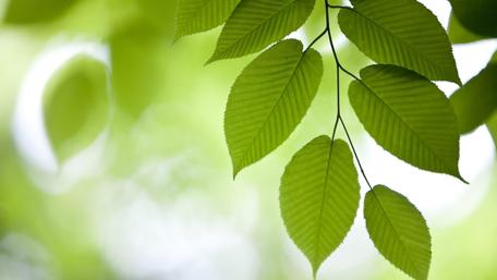 Green Leaves in Soft Focus wallpaper