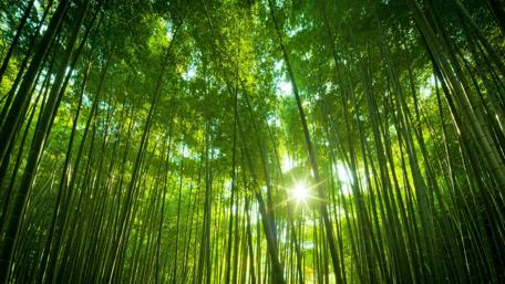 Bamboo Forest Illuminated by Sunshine wallpaper