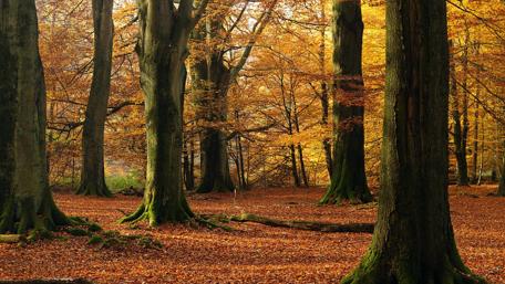 Autumn Serenity in a Golden Forest wallpaper