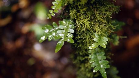 Lush Green Ferns in Nature's Embrace wallpaper