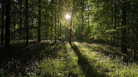 Sunlit Forest Glade Amidst Tall Trees and Shadows wallpaper