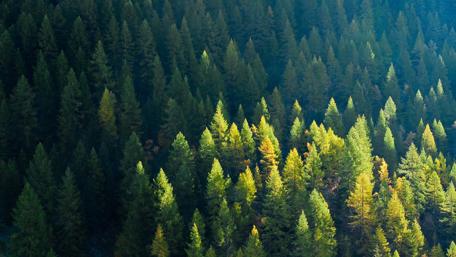 Majestic Forest Canopy Showcasing Nature's Palette of Greenery wallpaper