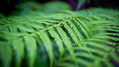 Lush Green Ferns in Nature's Embrace wallpaper