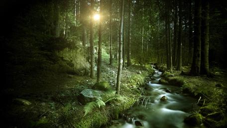Enchanted Twilight Forest Creek wallpaper