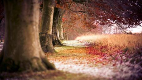 Autumn Serenity in Nature's Alley wallpaper