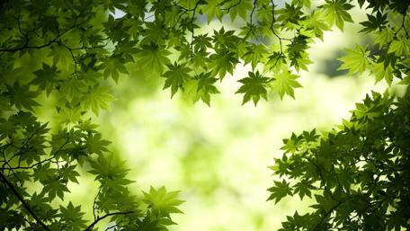 Serene Summer Leaf Canopy wallpaper