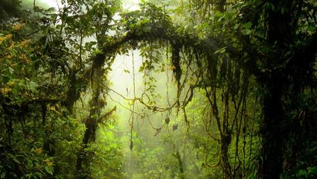 Enchanted Twilight in the Deep Forest wallpaper