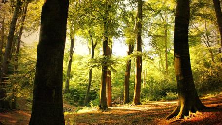 Lush Forest Glowing in Sunlight wallpaper
