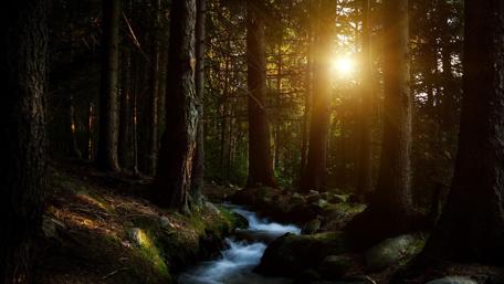 Twilight Serenity in a Forest Grove wallpaper