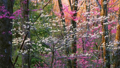Spring Symphony in Blooming Forest wallpaper