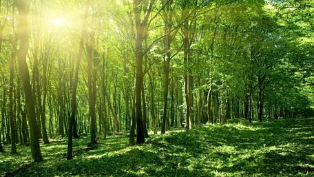 Serenity in a Luminous Green Forest wallpaper