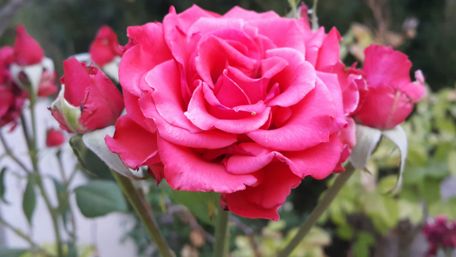 Stunning Pink Rose in Full Bloom wallpaper