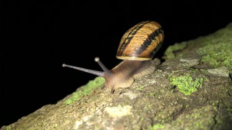 Snail on a Mossy Log at Night wallpaper