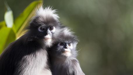 Adorable Baby Monkeys in Nature Blend wallpaper