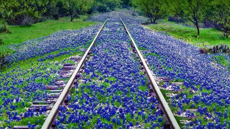 Burst of Bluebonnets Along Deserted Tracks wallpaper