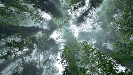Misty Twilight Forest Canopy wallpaper