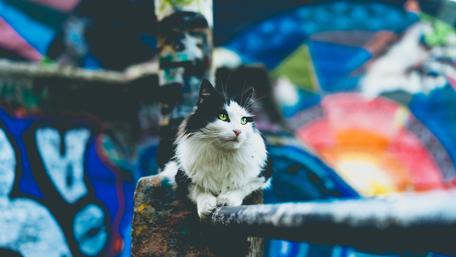 Whiskered Wanderer Amidst Graffiti Dreams wallpaper