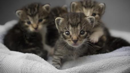 Adorable Kittens in Cozy Blanket wallpaper