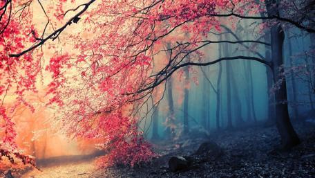 Mystical Autumn Twilight in the Forest wallpaper