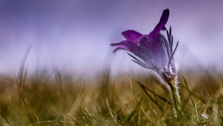 Purple Dreamscape in Nature's Silence wallpaper