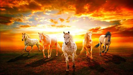 Sunset Gallop Through Dreamy Fields wallpaper