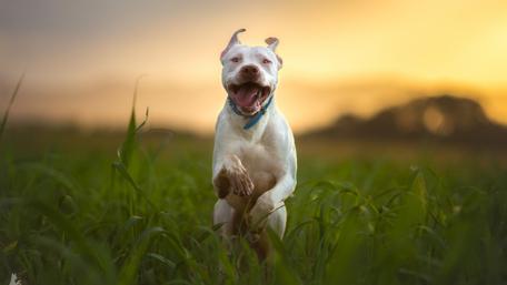 Joyful Run Through Twilight Fields wallpaper