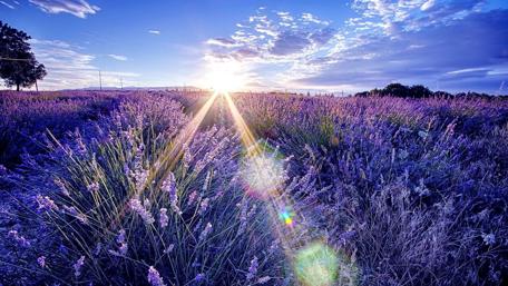 Lavender Dawn Embrace wallpaper