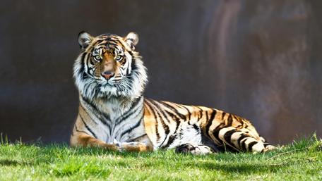 Majestic Tiger Lazing in the Grass wallpaper