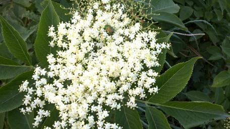 Delicate White Blossoms Among Lush Greenery wallpaper