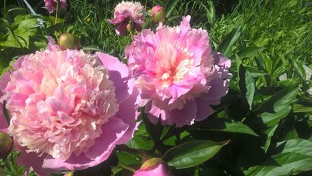 Blooming Pink Peonies in Nature's Embrace wallpaper
