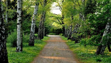 Serene Pathway Through Lush Green Trees wallpaper