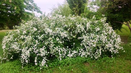 Blooming White Bush in Nature's Beauty wallpaper