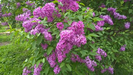 Vibrant Lilac Blooms in Nature's Embrace wallpaper