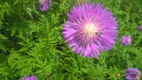 Vibrant Purple Blossom in Bloom wallpaper