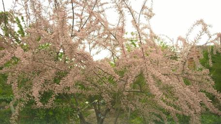 Delicate Pink Blossoms in Nature's Embrace wallpaper