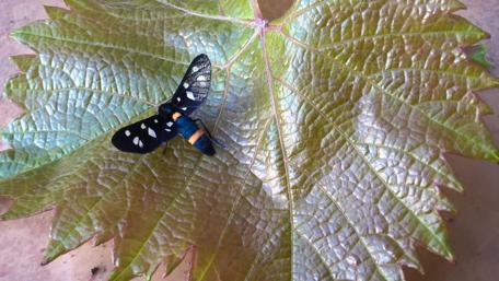 Mysterious Beauty of Nature's Insect World wallpaper