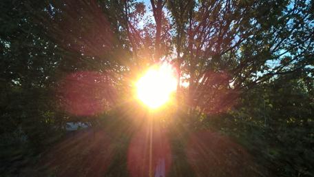 Radiant Sunrise Through the Trees wallpaper