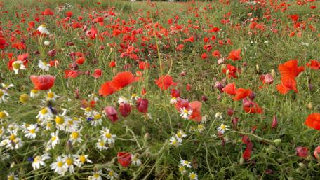 Vibrant Red Poppy Field in Bloom wallpaper