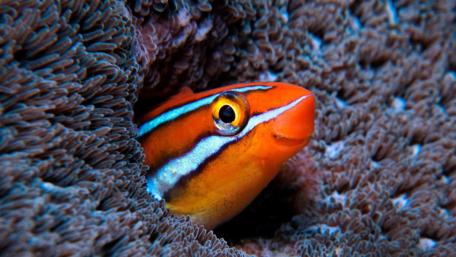 Vibrant Underwater Beauty Hidden Beneath the Waves wallpaper