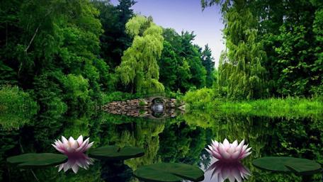 Tranquil Water Lilies Paradise wallpaper